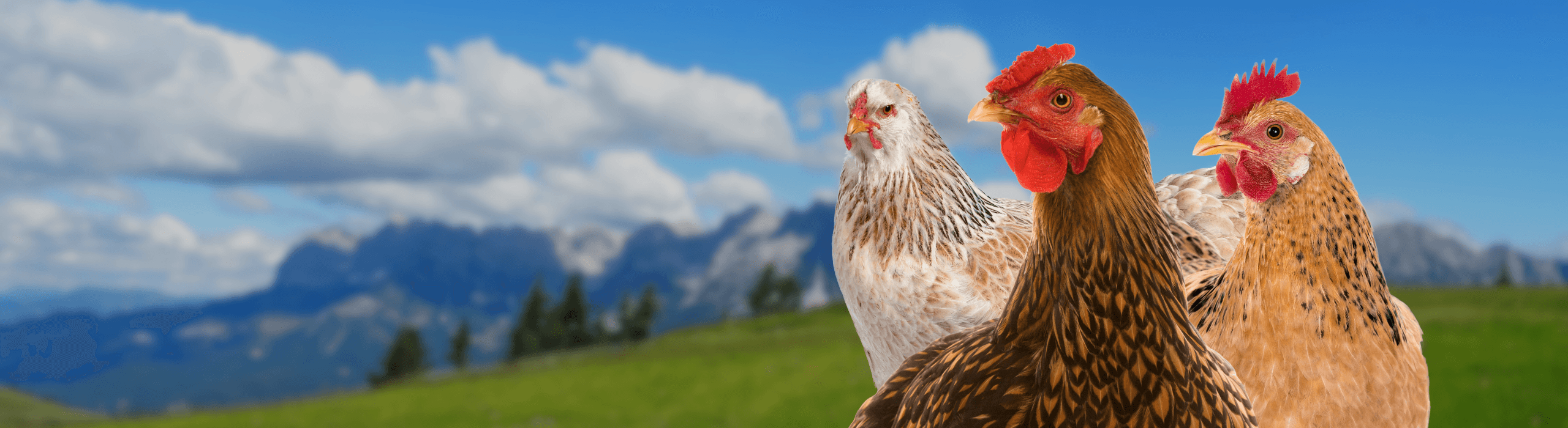 Glückliche Freilandhühner auf einer grünen Wiese mit Tiroler Alpen im Hintergrund